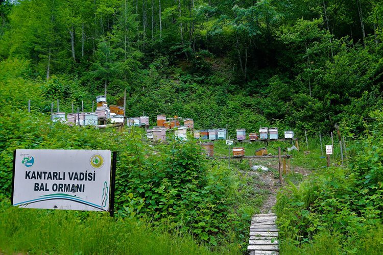 12 yılda 673 adet 'Bal Ormanı' kuruldu