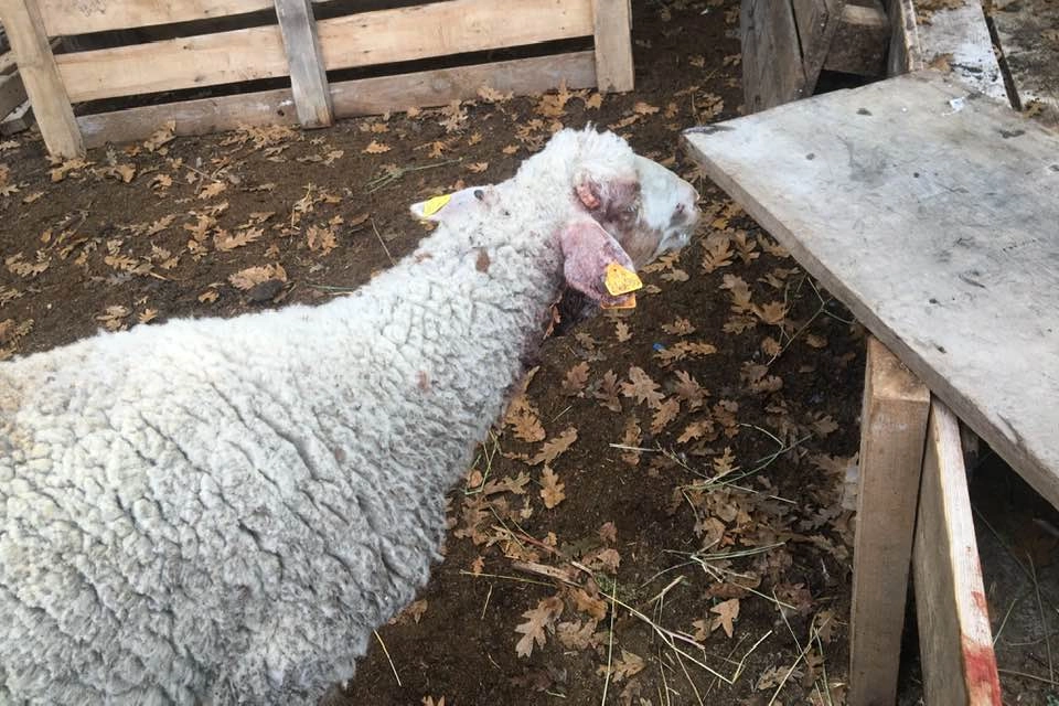 Bilecik Pazaryeri’nde çiftçiyi üzen olay!