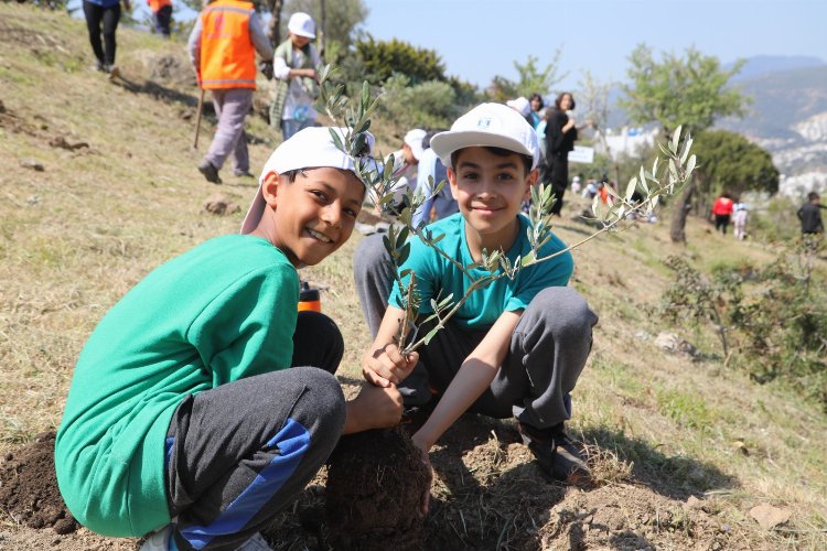 Bodrum'da zeytin fidanları toprakla buluştu