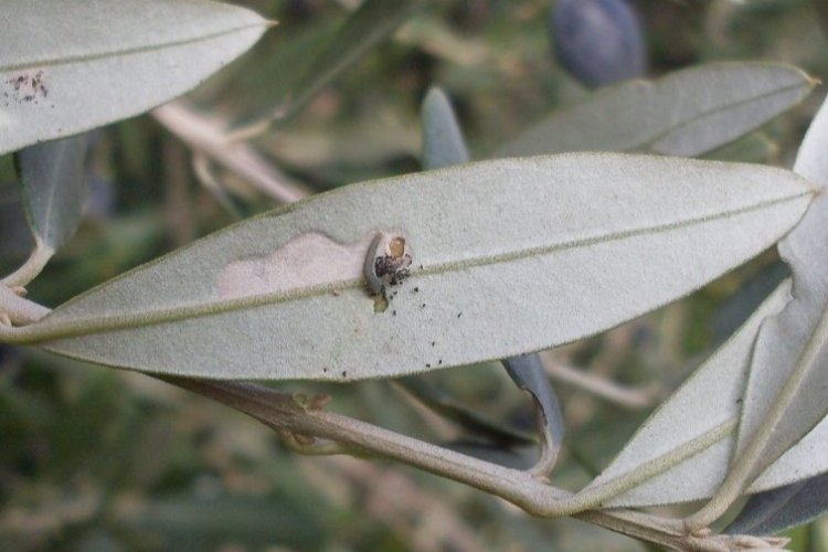 Bursa'da 'zeytin güvesi' ile ilaçlama mücadelesi başladı