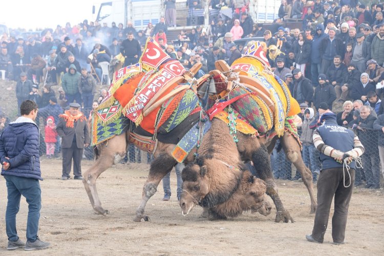 Develer Bergama'da güreşecek