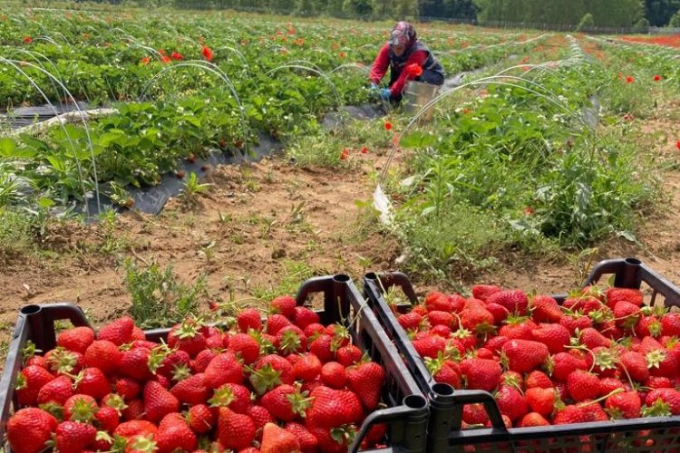 İzmit'te 'Çilek Hasadı'na hava muhalefeti engeli