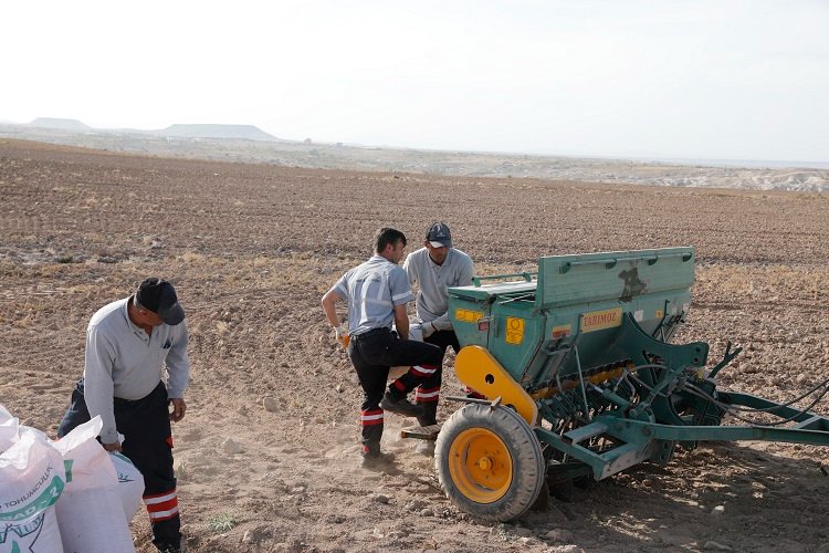 Nevşehir Belediyesi'nden yerli tohum ekimi