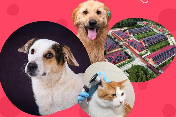 İstanbul Vakfı'ndan can dostlara destek çağrısı