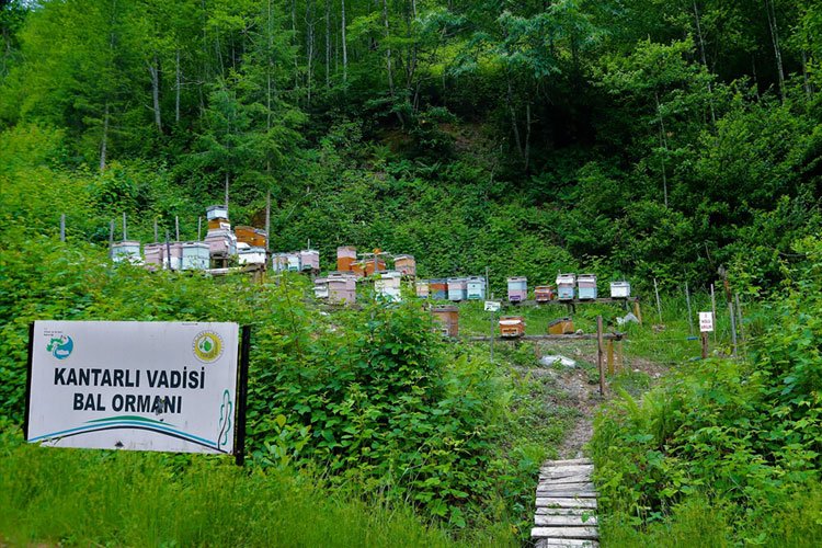 12 yılda 673 adet 'Bal Ormanı' kuruldu