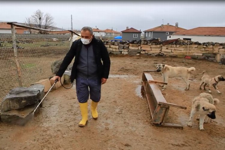 Ankara Gölbaşı'da hayvan sağlığı için dezenfekte