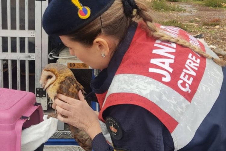 Aydın Didim Jandarması'ndan doğaya yardım eli