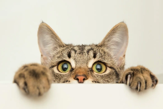 Başakşehir'de kediye şiddet olayının şüphelisi gözaltında!