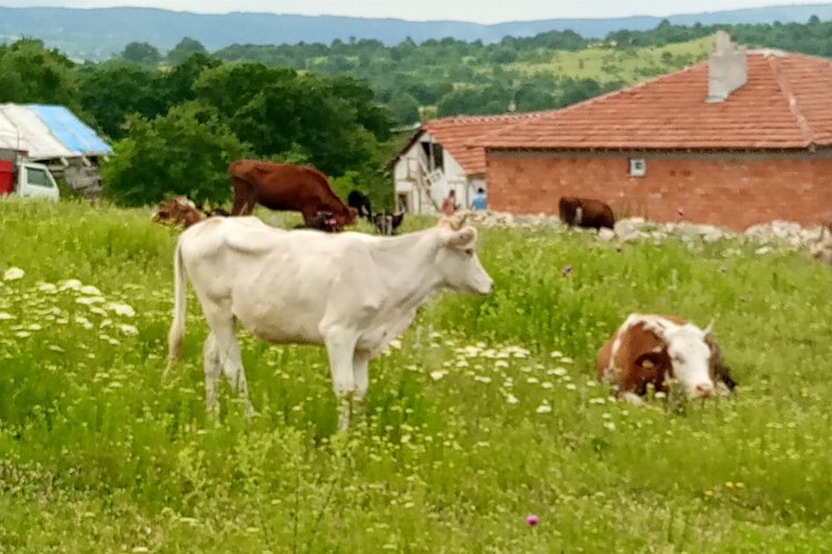 Bilecik'te kaçan düvelerden ikincisi de bulundu