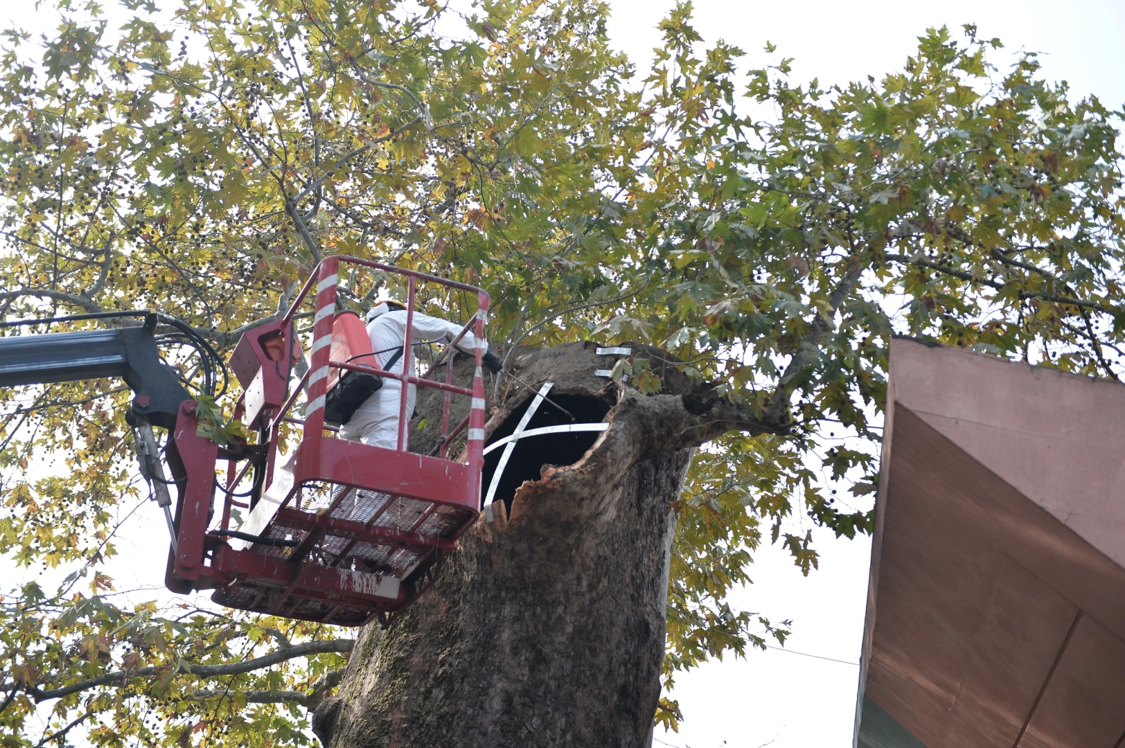 Bursa'da asırlık çınara koruma