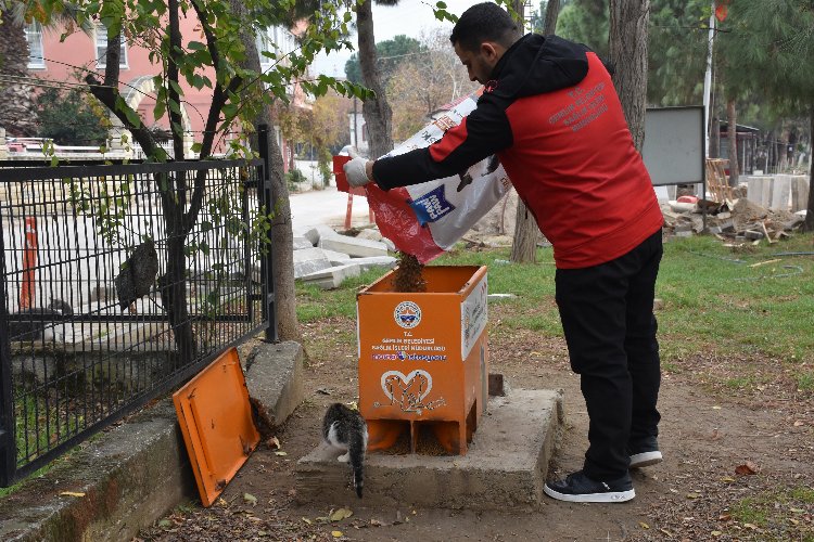Bursa Gemlik'te sokaktaki canlar mamaya kolay ulaşıyor