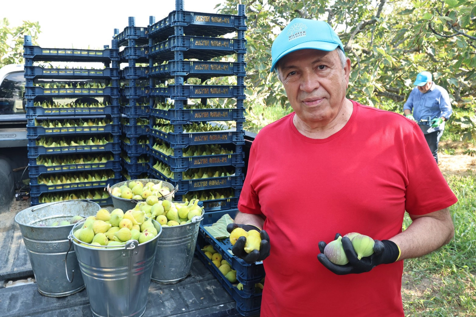 Bursa Nilüfer'de incirde 10 ton verim bekleniyor
