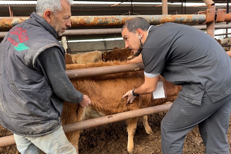 Deprem bölgesinde şap tehlikesi