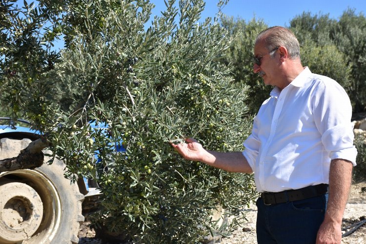 Didim Belediye Başkanı Atabay: "Zeytinime dokunma"