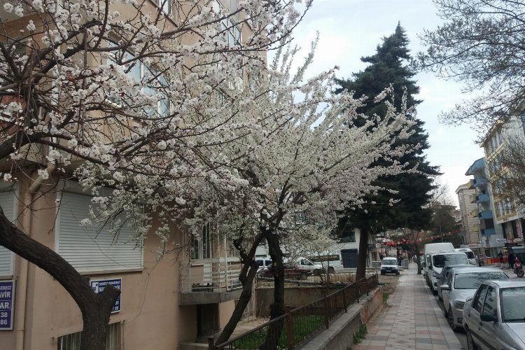 Doğa ana uyandı... Afyon'a bahar geldi