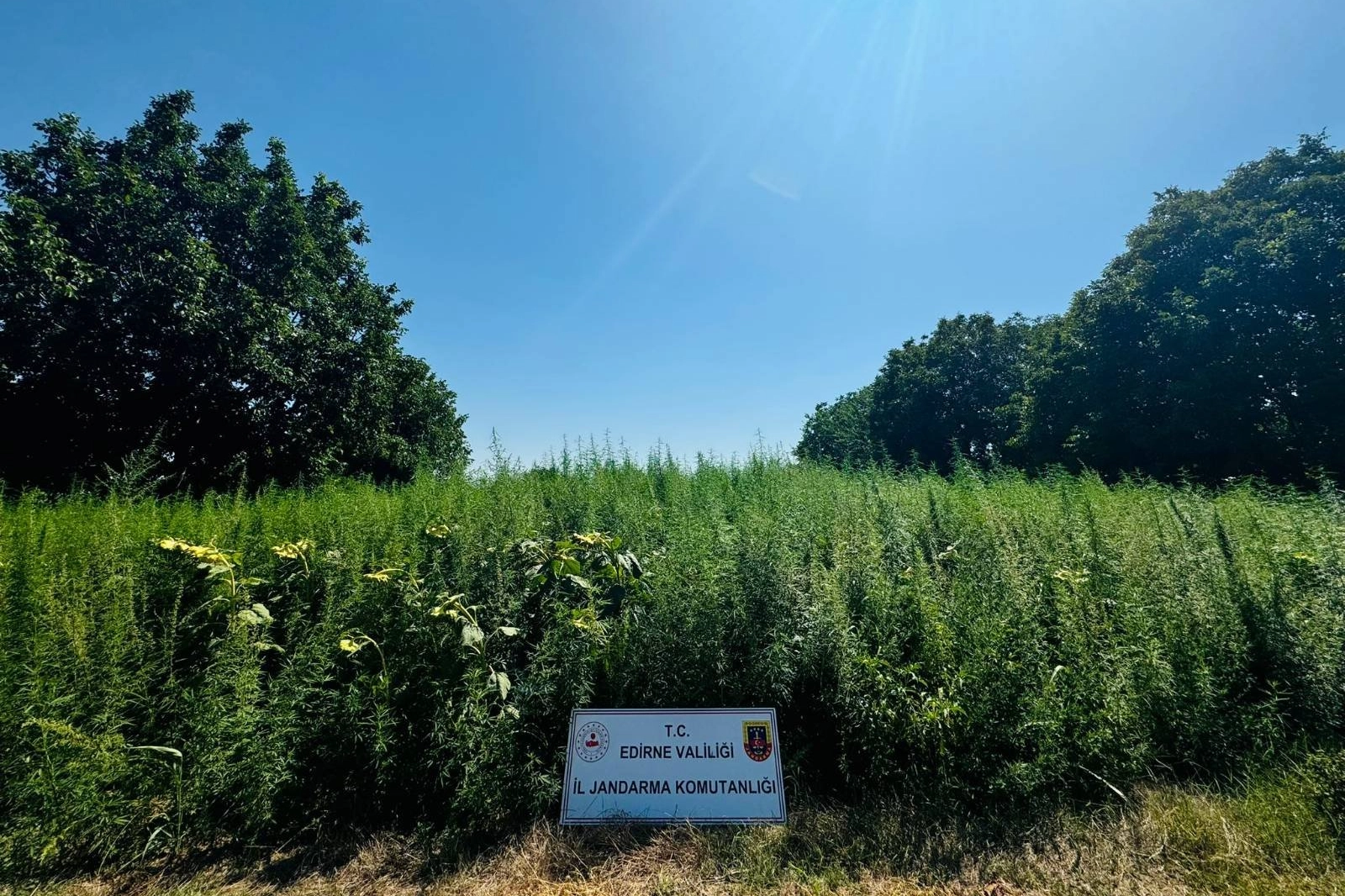 Edirne'de 120 bin kök kenevir ele geçirildi