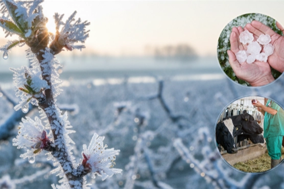 Ekim'de üreticilere 11,6 milyar TL hasar tazminatı ödendi
