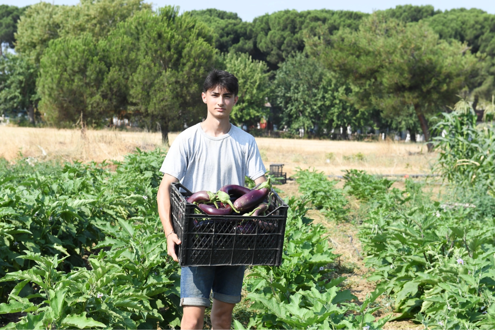 Gazi Tarım’da hasat zamanı