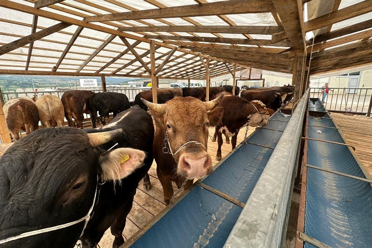 İzmit'te kurbanlıklar pazara gelmeye başladı