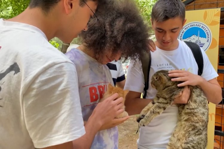 Kayseri Melikgazi'den sokak kedileri için park