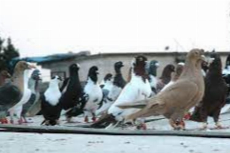 Kilis'te bir kişi güvercinle taklaya geldi!