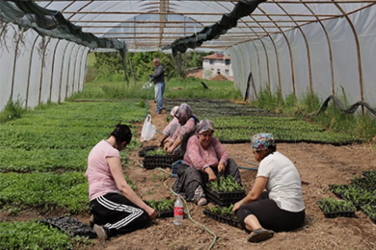 Kocaeli'den yüzde 75 hibeli tarım desteği