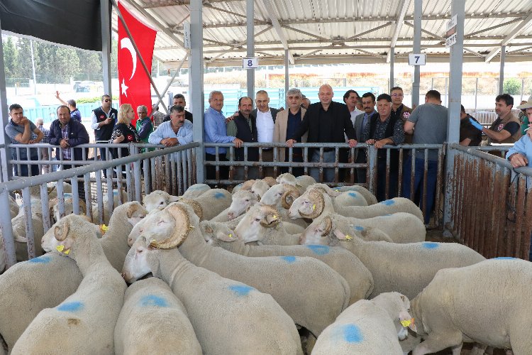Manisa'da sürüleri iyileştirecek proje... Koçlar Büyükşehir'den