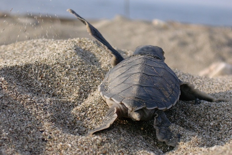 Mavi gönüllüleri Caretta Caretta’ları Akdeniz’le buluşturuyor