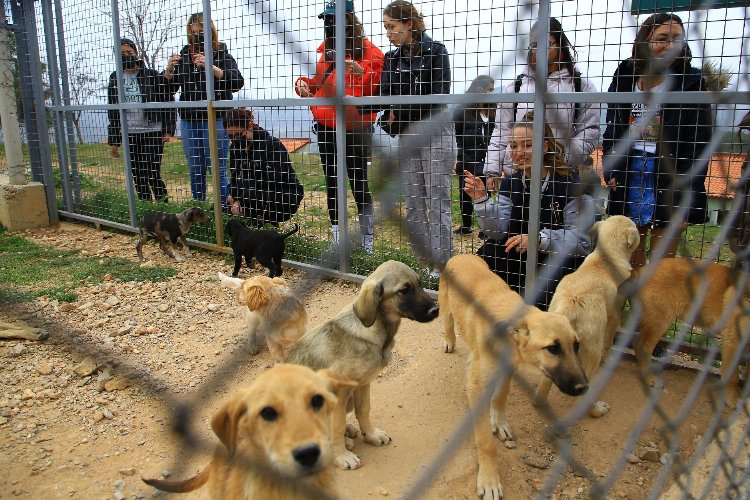 Muğla'da 3 bin 174 candostu sahiplendirdi