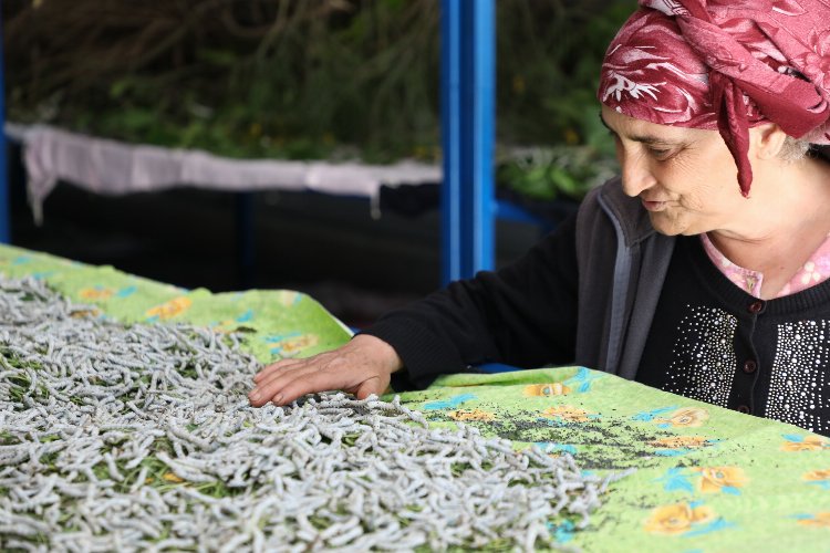 Muğla'da ipekböcekçiliği üretiminde yüzler gülüyor