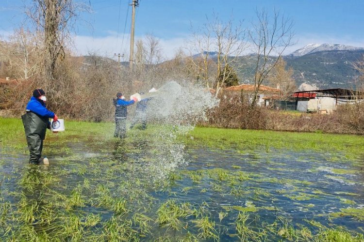 Muğla'da yağış sonrası vektörle mücadele sürüyor