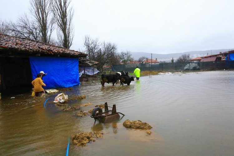 Muğla'da su taşkınında mahsur kalan hayvanlar kurtarıldı 
