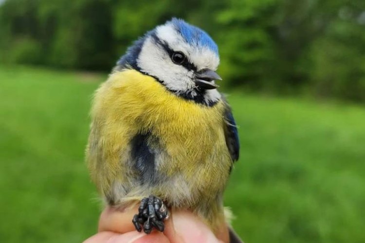 Ormanya'ya 'Kuş Halkalama İstasyonu'
