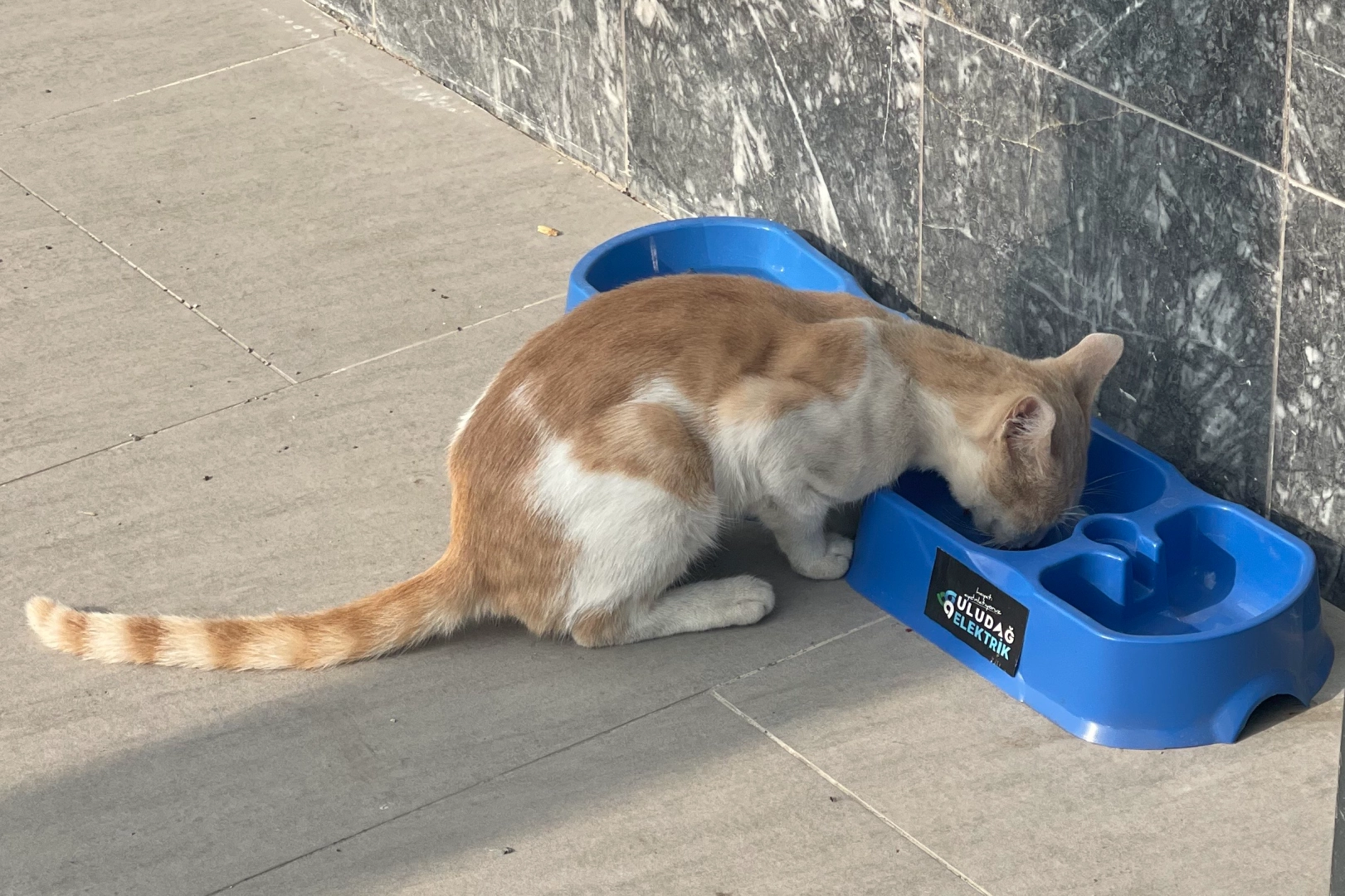 Uludağ Elektrik'in 'Sevgimiz, Enerjimiz Sizinle' projesi sokak hayvanlarına umut oluyor