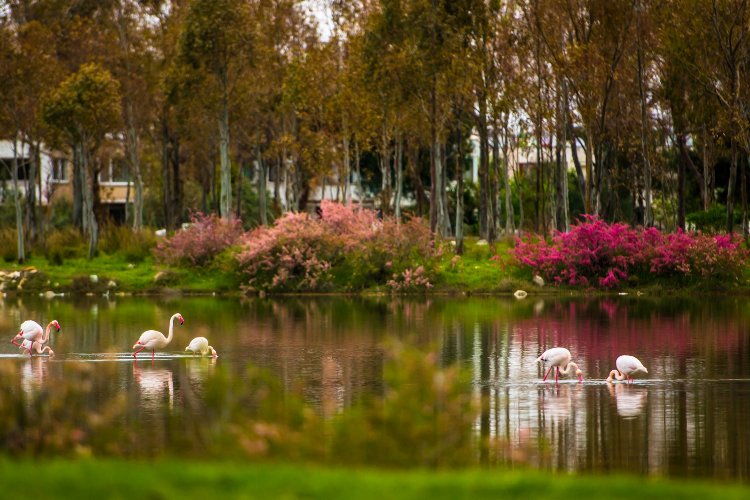 İzmir ‘Aliağa Kuş Cenneti ve Güzelhisar Deltası’ okurla buluşuyor 