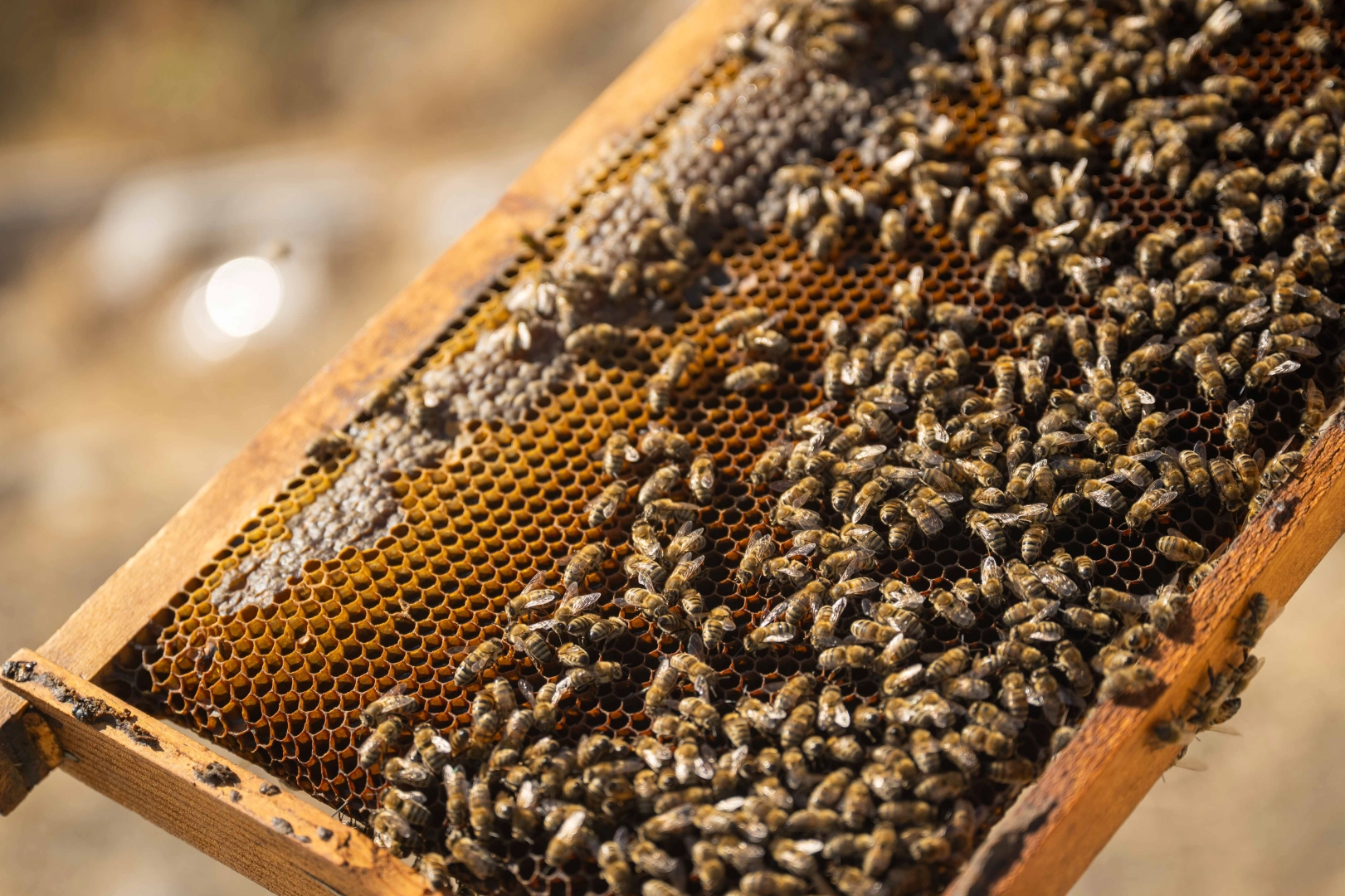 İzmir Bornova’da tatlı emek: Bal hasadı sevinci