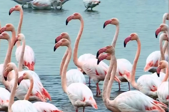 İzmit Körfezi’nde pembe dans