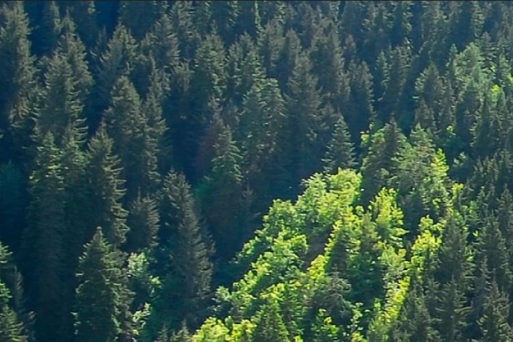 Umutları yeşertecek orman Kilis'te oluştu