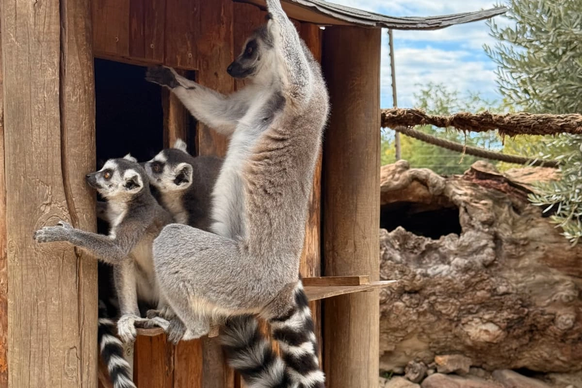 İzmir'de davranış zenginleştirme atölyesi İzmir'de davranış zenginleştirme atölyesi